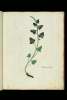  Fol. 46 

Spinachium sylvestris